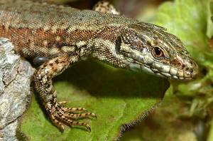 Le Blog de Matt - Y a pas de lézard